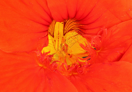 宏橙子宏观花瓣植物年度花园背景图片