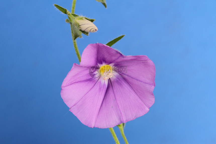 混血花瓣植物紫色花园图片