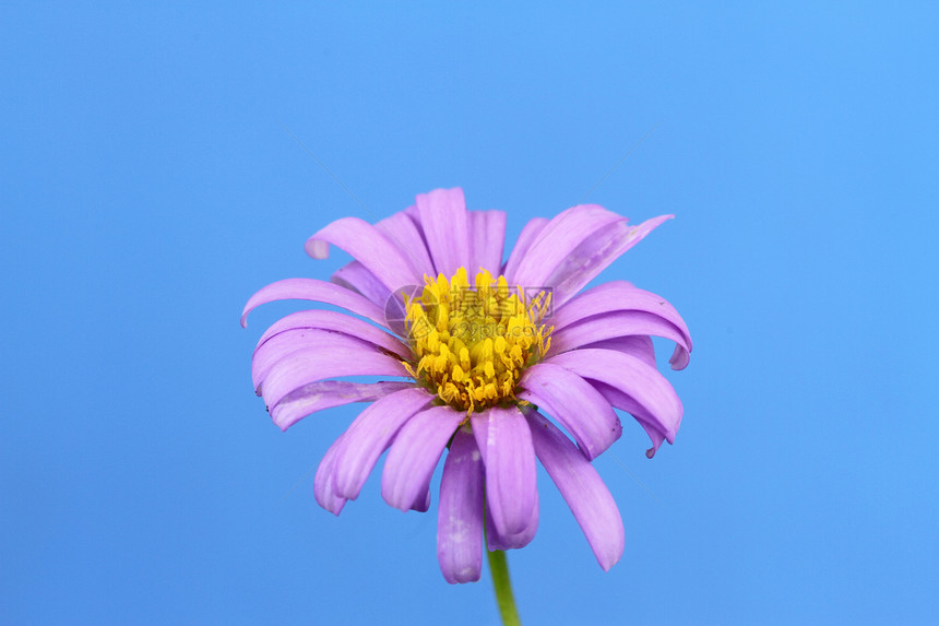 中转雄蕊花粉花园篮子紫色花瓣植物图片