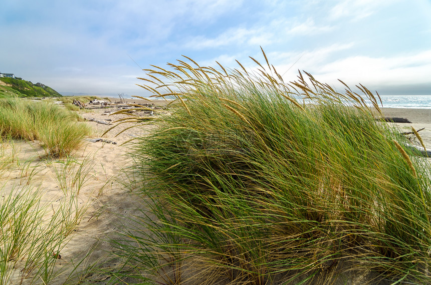海滩草沙丘阳光芦苇环境海岸图片