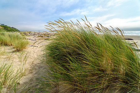 林肯海滩草沙丘阳光芦苇环境海岸背景