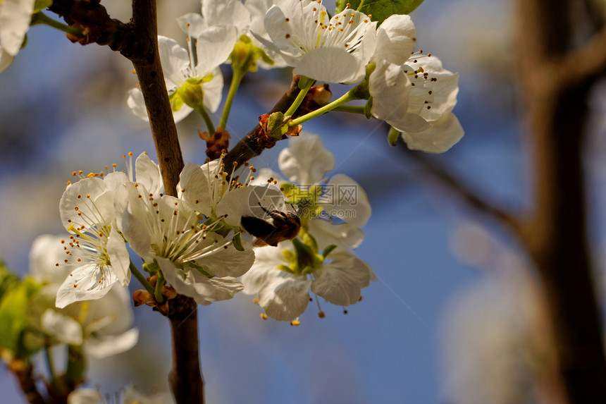 有蜜蜂的樱花树植物群叶子花朵植物学翅膀花瓣昆虫花园宏观生长图片