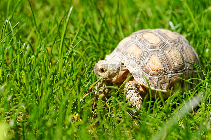 非洲刺激的乌龟植物眼睛婴儿情调濒危草地公园铺路场地荒野图片
