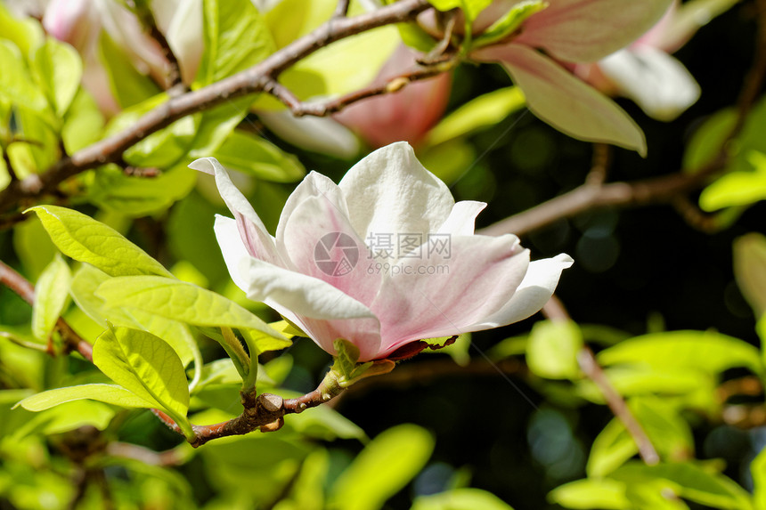 Magnolia 树脆弱性快乐植物学季节花瓣蓝色植物植物群乔木阳光照射图片