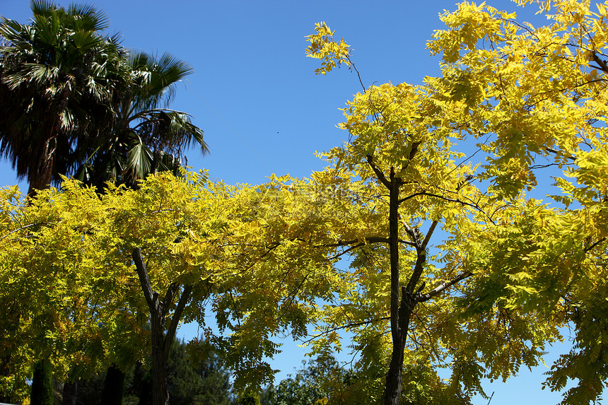 显眼的黄色花朵和树上的叶子图片