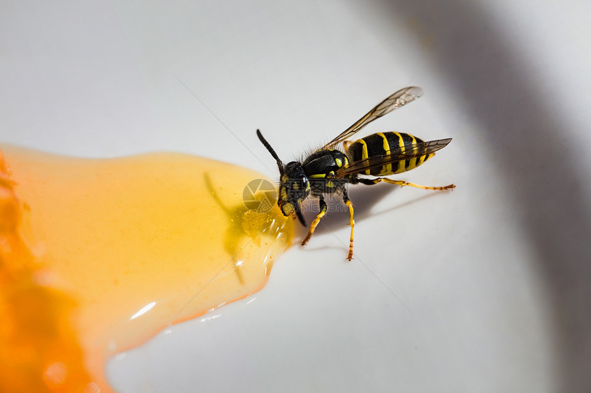 黄蜂从盘子上偷蜂蜜图片
