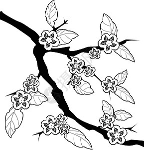 李沁樱花 沙仓花墙纸季节曲线花瓣植物叶子插图枝条压痛插画