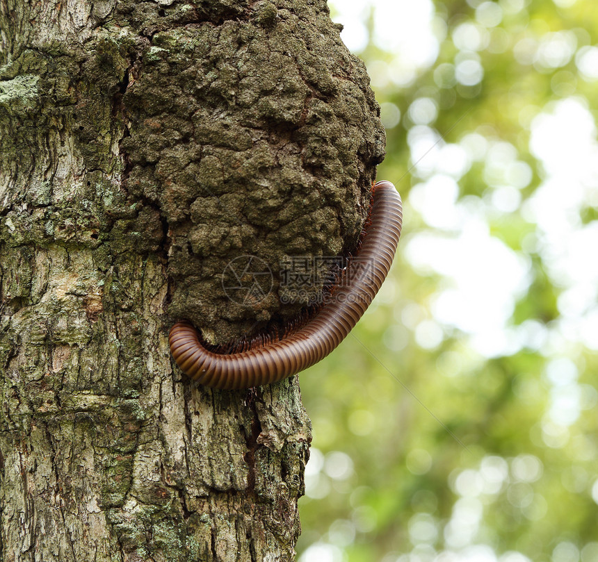 树上攀爬毫升动物花园氧化野生动物荒野木头毛虫森林宏观昆虫图片