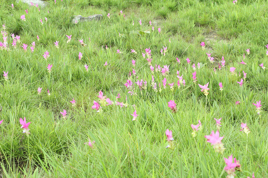 西亚姆郁金或帕蒂玛团体花瓣花园叶子植物学热带旅行文化花朵公园图片