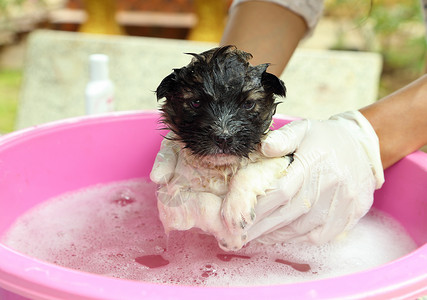 浴盆里的小狗狗气泡肥皂动物毛皮金属犬类眼睛泡沫浴缸浴室背景图片