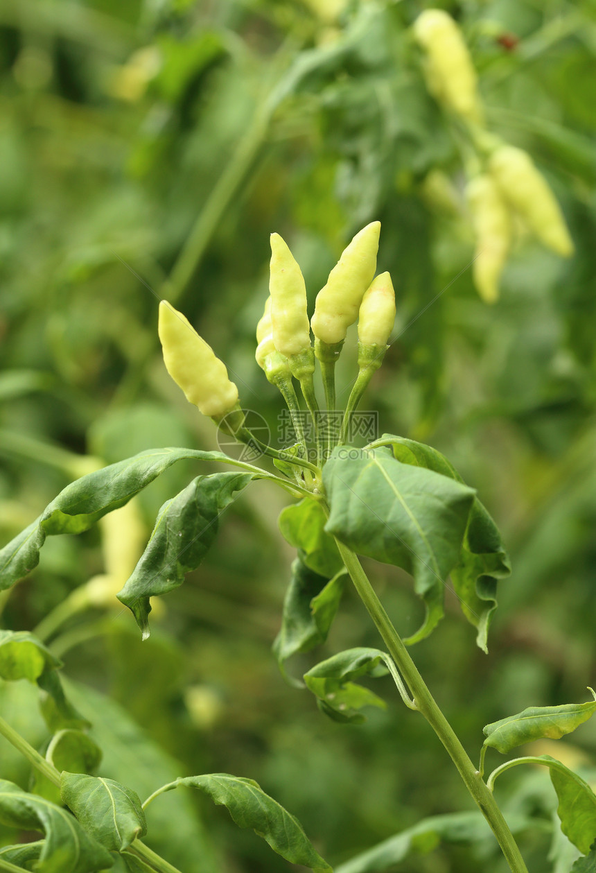 绿辣椒叶子农场植物花园树叶食物蔬菜园艺收成生长图片