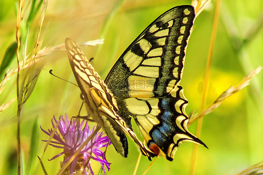 燕尾蝴蝶 帕皮利奥马恰翁翅膀花蜜老虎白色黑色黄色植物绿色花朵野生动物图片
