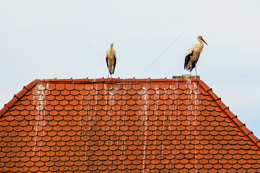 屋顶上的白城市移民候鸟动物动物群生殖房子野生动物保护后代图片