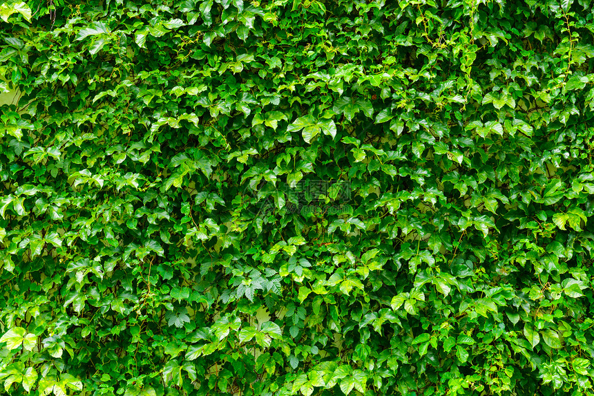 绿色植物墙壁绿色生长植物花园藤蔓叶子图片