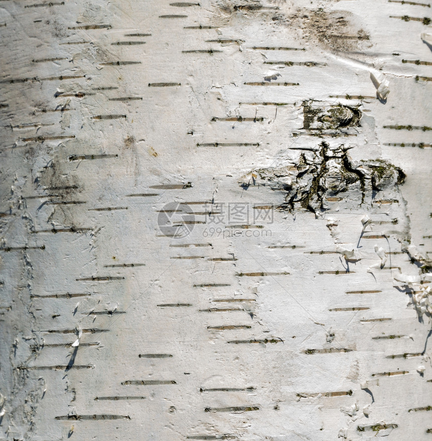 皮层树烧森林植物群树干植物白色木头宏观条纹木质墙纸图片