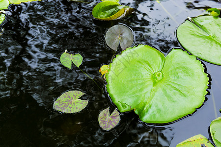 水面上的百合板叶子植物睡莲绿色软垫百合浮萍花园树叶背景图片