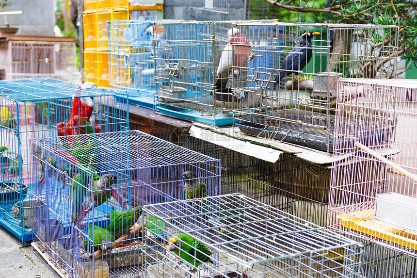 鸟在鸟公园出售寂寞羽毛宠物笼子传统文化市场鸟笼公园局限图片