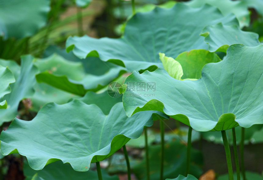 莲花池塘风化小家伙植物绿色叶子核桃属百合植物学花园图片