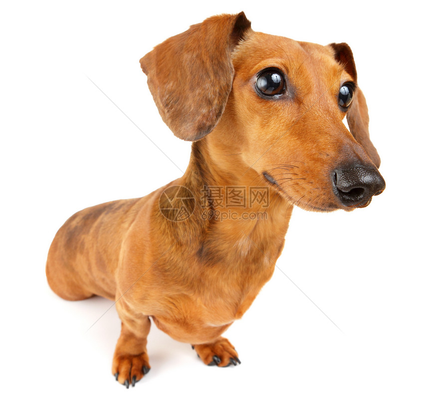 Dachshund 狗狗头发棕色生活救援香肠动物小狗宠物白色热狗图片