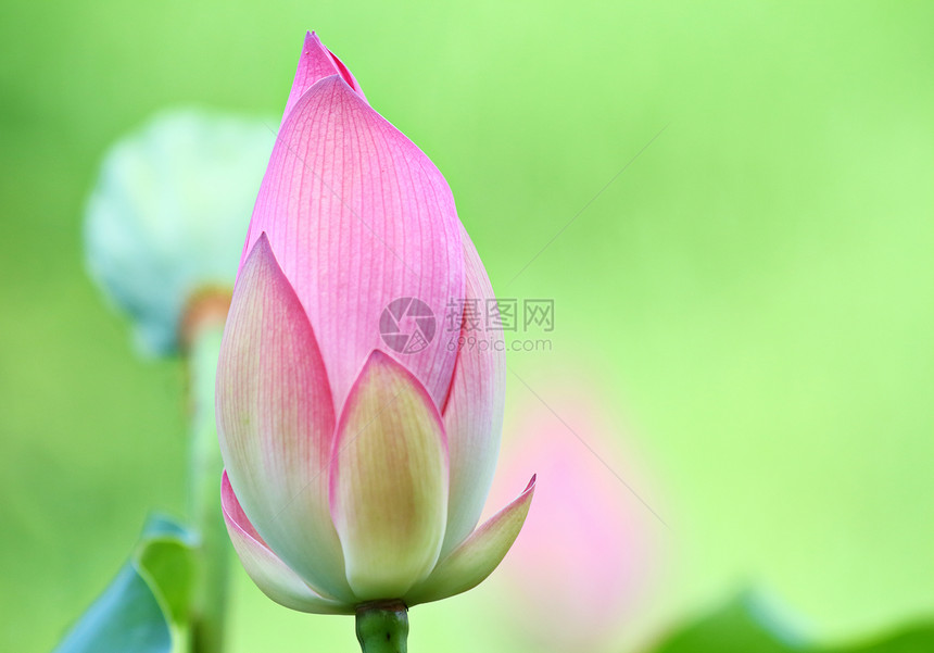 池塘中的莲花芽叶子百合花瓣生物学植物学荷花风化核桃属植物情调图片