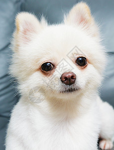 波波拉尼狗微笑动物小狗犬类背景图片