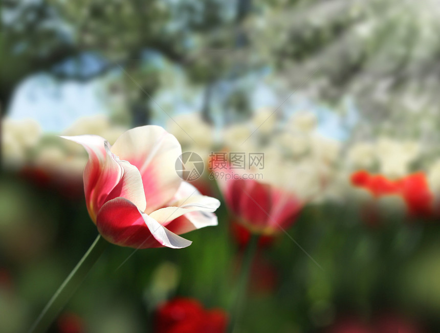敏感的郁金香春季花园背景图片
