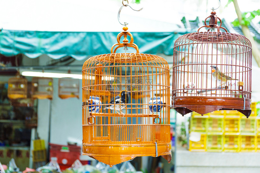 香港鸟园鸟类捕鸟笼子寂寞俘虏文化囚犯艺术鸟笼旅行传统宠物图片