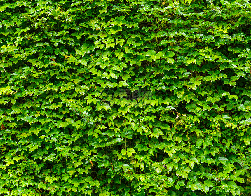 绿叶墙背景场地花园栅栏地毯地面墙纸草本植物叶子生态杂草图片