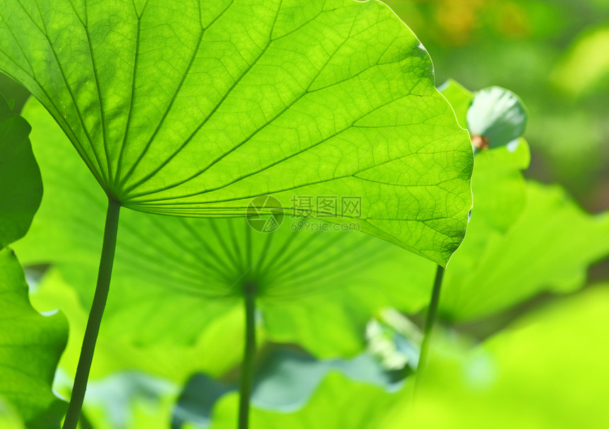 莲花池塘风化核桃属花园叶子荷花百合绿色小家伙灯泡植物图片