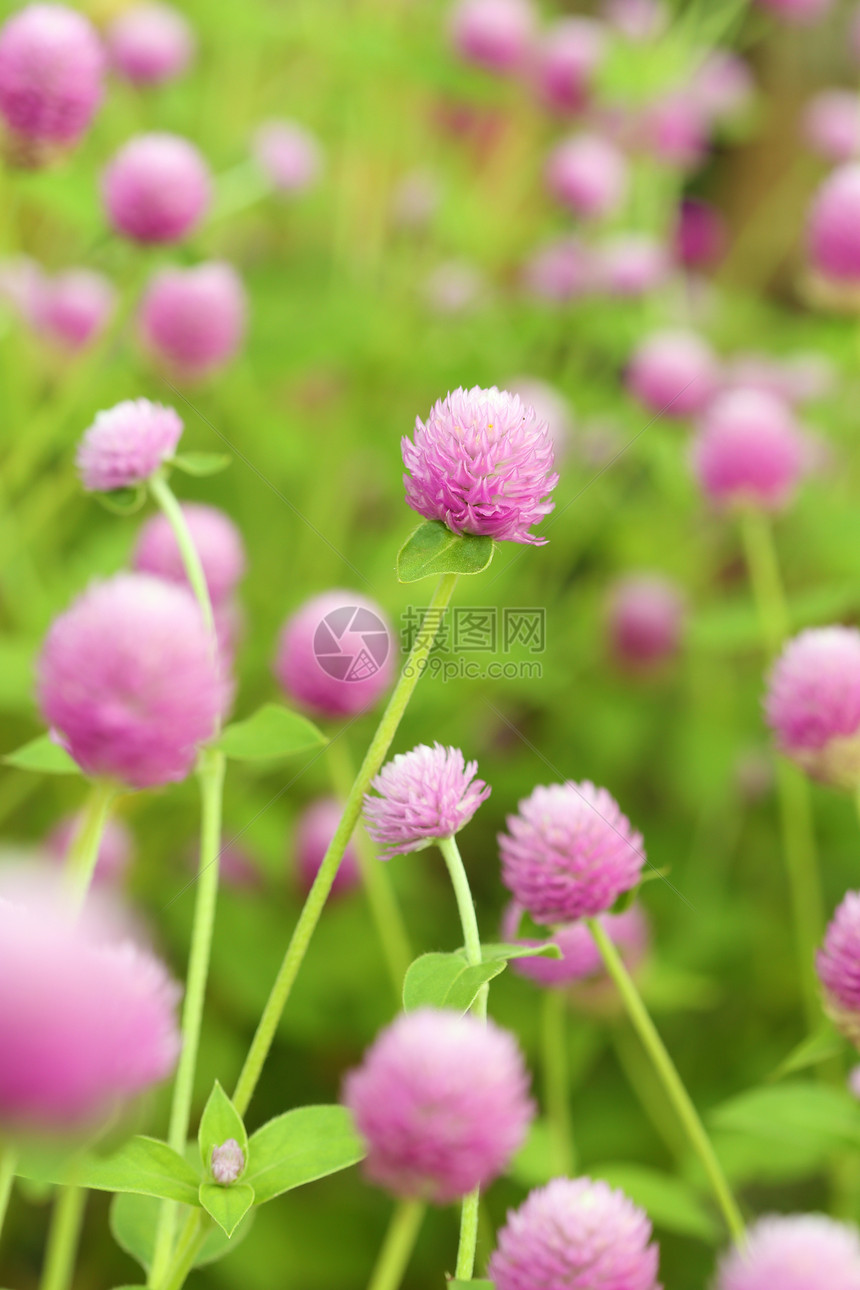 球苋或植物群花园香气团体园艺场地宏观公园地球叶子图片
