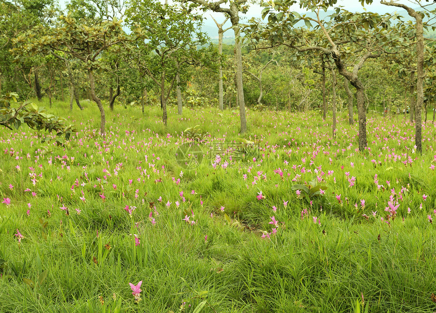 西亚姆郁金或帕蒂玛紫色旅行公园花朵文化热带场地花园花瓣植物群图片