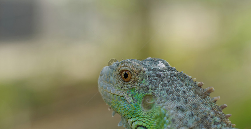 绿色蜥蜴的肖像鬣蜥异国动物园爪子宏观爬行动物爬虫皮肤尾巴眼睛图片