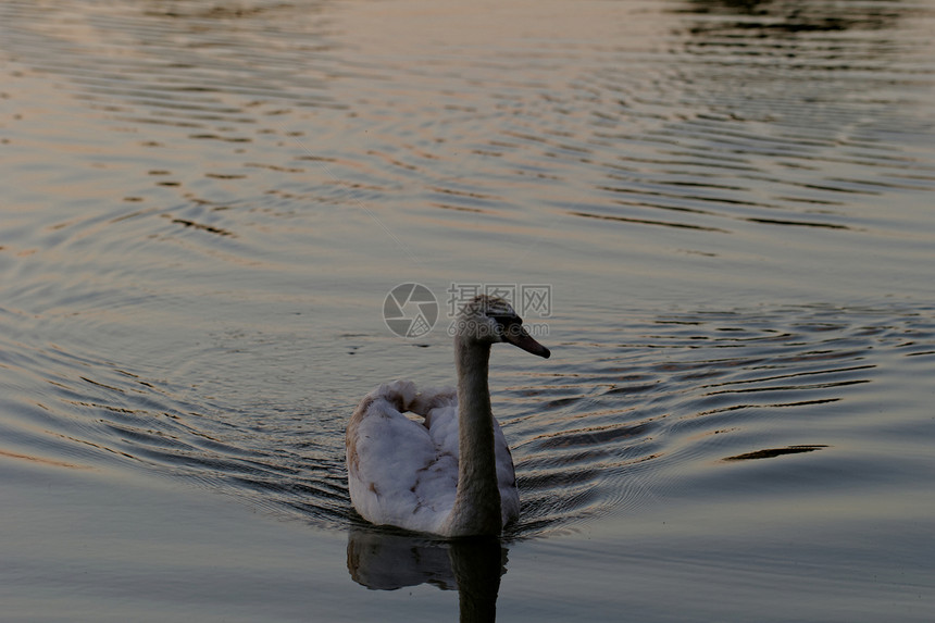 日落时在湖边的天鹅蓝色动物游泳夫妻脖子野生动物鸟类太阳翅膀池塘图片