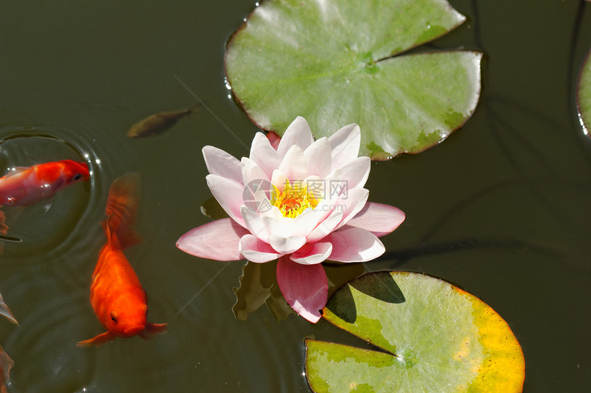 粉红水百合植物群季节植物反射睡莲玫瑰花园花瓣花朵环境图片