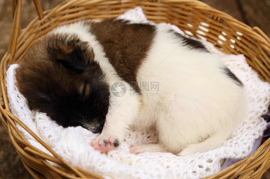 小狗睡在篮子里犬类工作室宠物柳条毛皮头发朋友猎犬哺乳动物毛巾图片