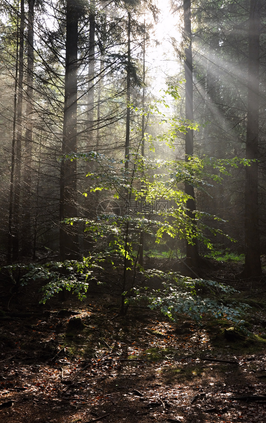 太阳的光芒薄雾射线荒野松树阴影阳光公园日落植物森林图片