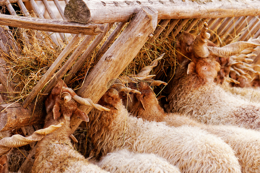 农场上的山羊动物哺乳动物喇叭牧场农业场地配种草地国家耳朵图片