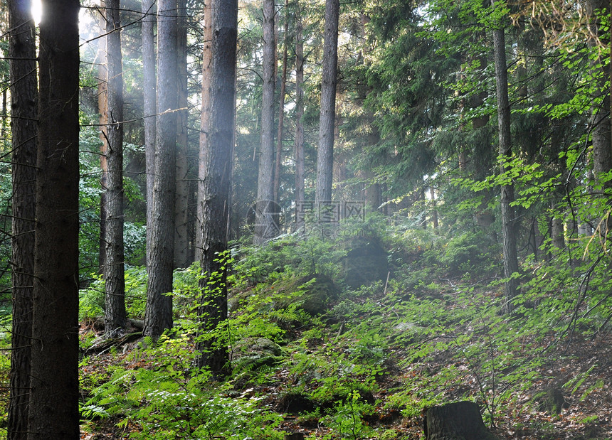 太阳的光芒林地松树荒野阳光射线横梁森林植物树木阴影图片