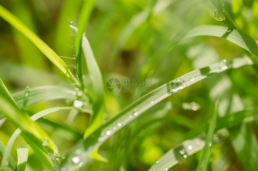 草和水滴草地生长叶子生态绿色生活花园宏观植物环境图片
