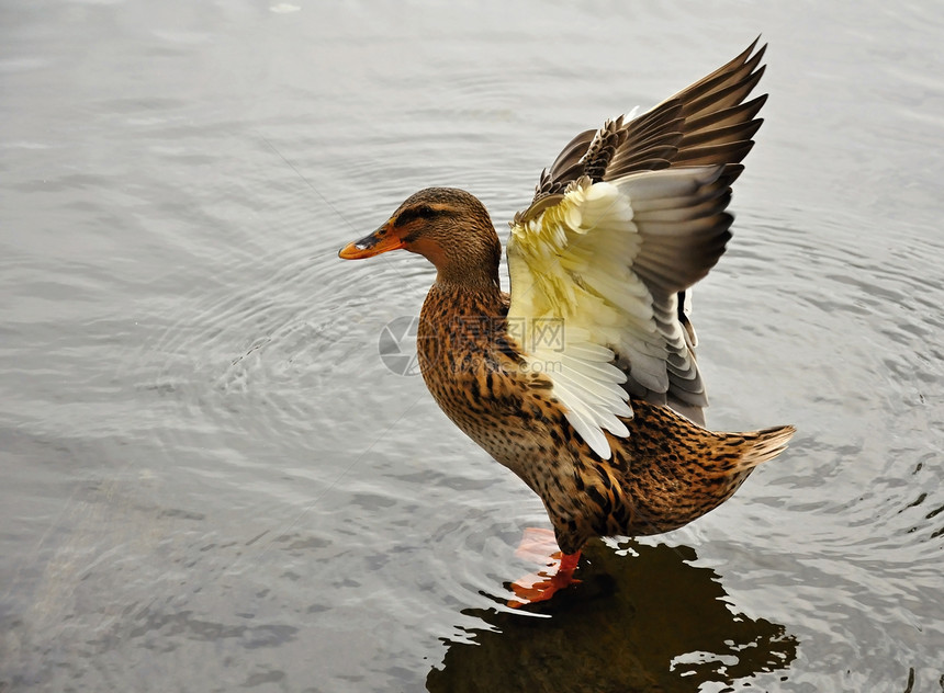 鸭子鸟类池塘公园账单水禽游泳伙伴观鸟反射野生动物图片