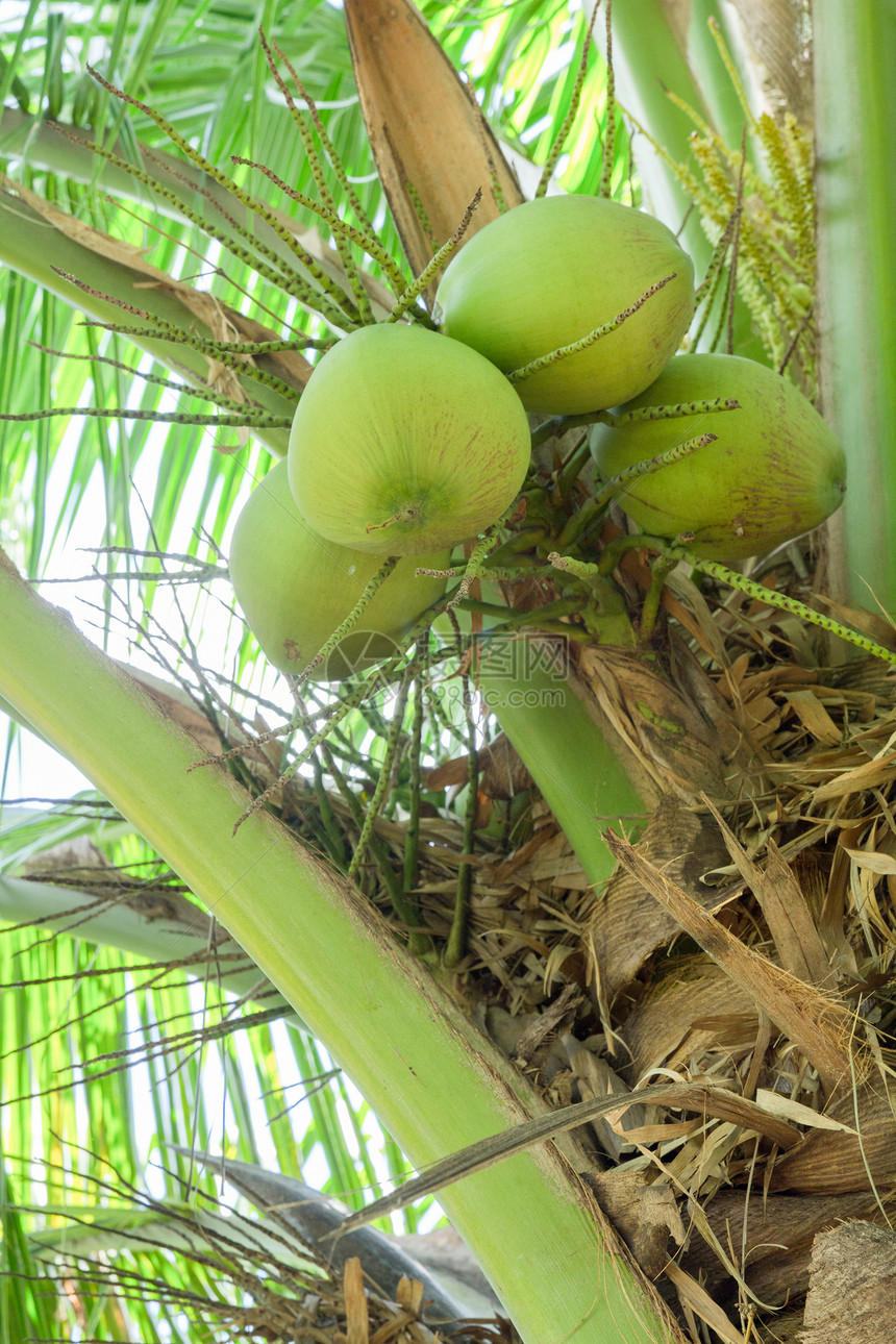 椰子挂在棕榈树上地点坚果气候水果生活方式旅行热带背景绿色图片