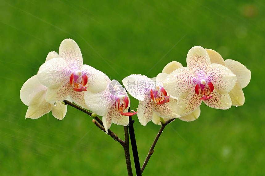 兰花植物学花束美丽紫色花园礼物叶子植物群花瓣热带图片