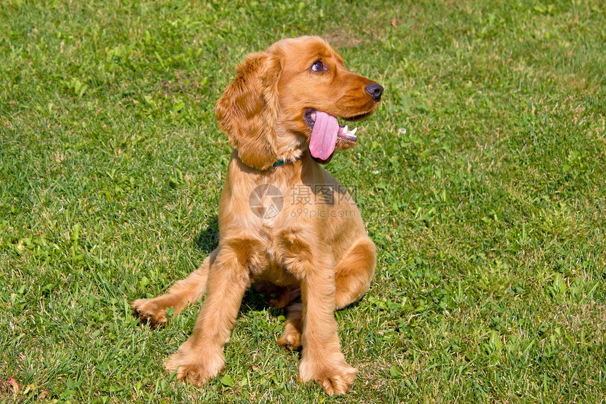 年轻的红色英国小鸡鸡Spaniel狗图片