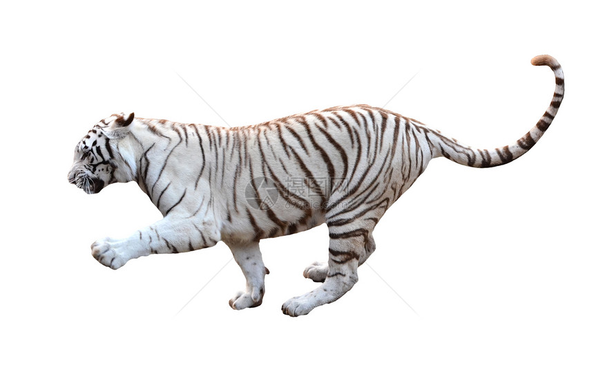 孤立白孟加拉虎猫科大猫危险动物哺乳动物条纹野猫老虎男性野生动物图片