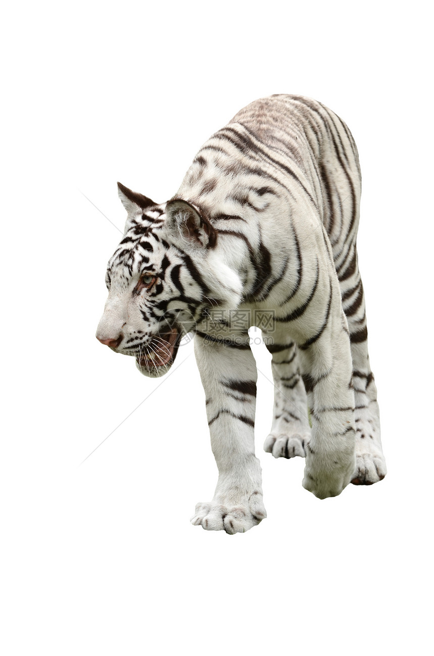 孤立白孟加拉虎动物白色大猫食肉男性条纹捕食者棕色猫科野生动物图片