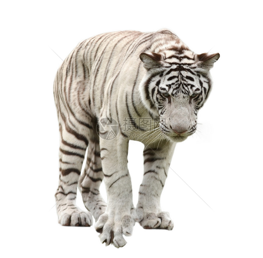 孤立白孟加拉虎动物动物群大猫哺乳动物老虎捕食者豹属猫科危险白色图片