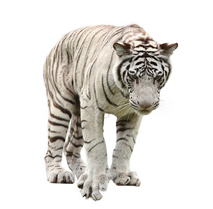 孤立白孟加拉虎动物动物群大猫哺乳动物老虎捕食者豹属猫科危险白色背景图片