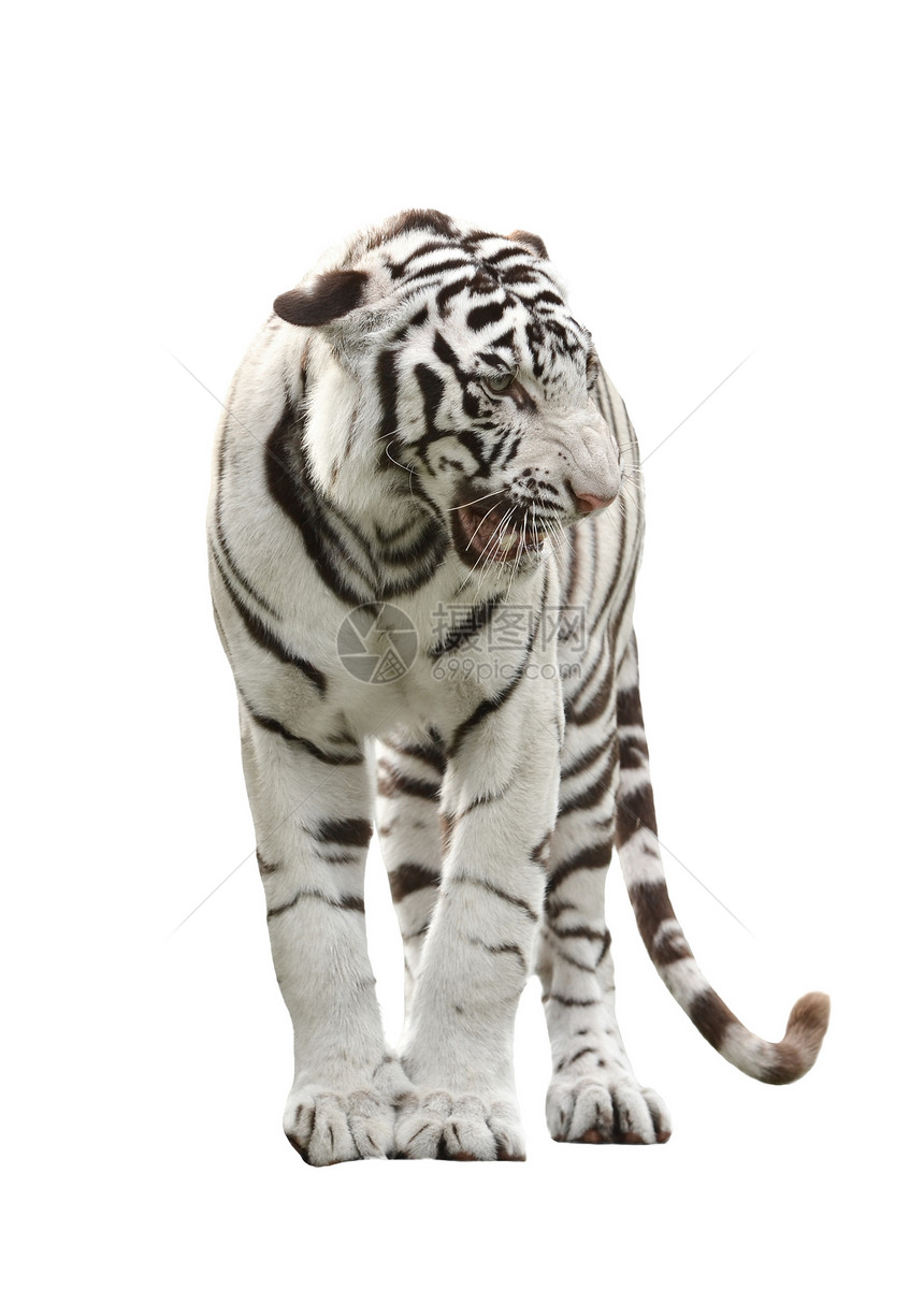 孤立白孟加拉虎白色食肉危险棕色动物大猫豹属野生动物猫科捕食者图片