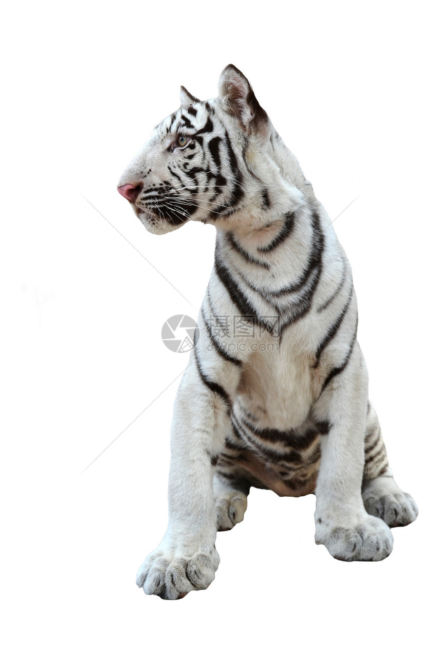 孤立白孟加拉虎动物群捕食者野生动物棕色男性哺乳动物豹属动物食肉猫科图片