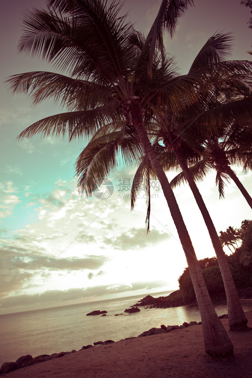 黄昏海滩上的棕榈树图片